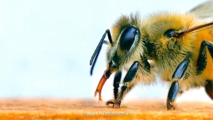 استفاده از زنبور بعنوان تست كرونا!