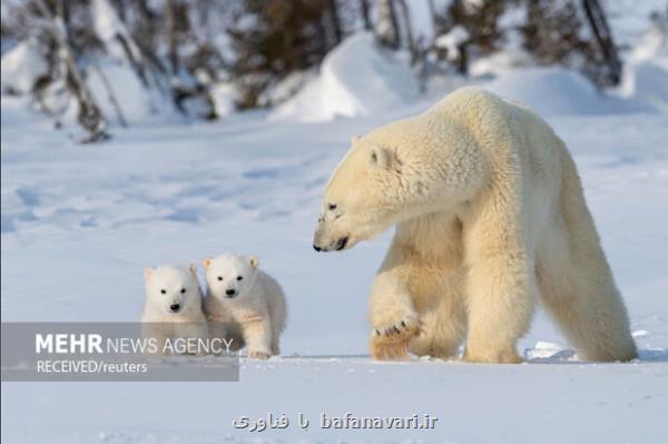خرس قطبی الهام بخش تولید لباس های گرم