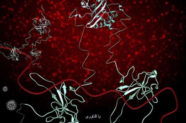 پروتئین هایی كه كلید كشف داروی كووید-19 هستند