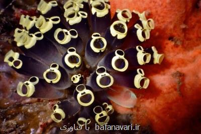 آب دزدك های دریایی به جنگ ریز پلاستیك ها می روند