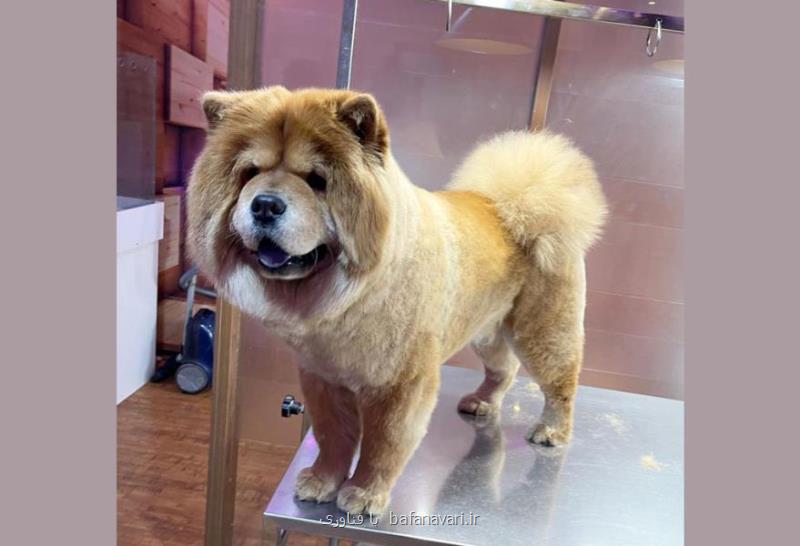 گربه پرشین هیمالین