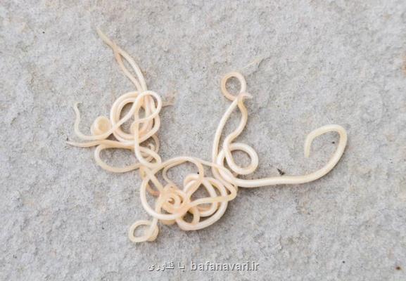 درک پروسه مرگ سلول با کمک کرم های لوله ای!