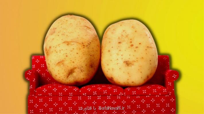 رشد 1 و نیم برابری سیب زمینی و برنج با پروتئین انسان!