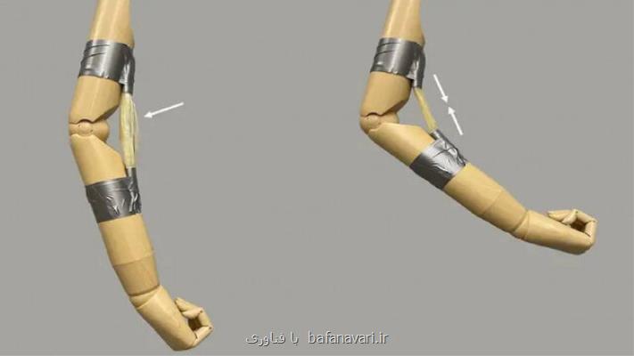 ماهیچه های پلاستیکی جدید با قدرت بلند کردن ۵۰۰۰ برابر وزن خود