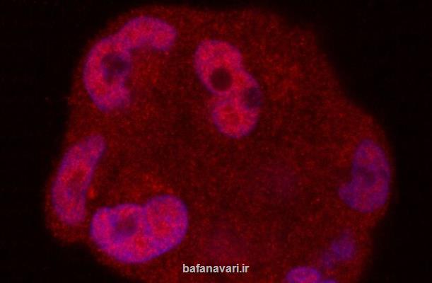 شناسایی یک راهبرد جدید مولکولی برای درمان سرطان پروستات