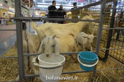 ضدعفونی کننده ایمن نانویی برای دام و طیور تولید شد