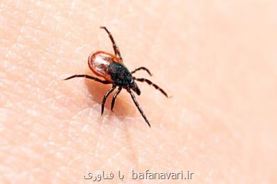 مقابله با بیماری های التهابی با بزاق کنه!