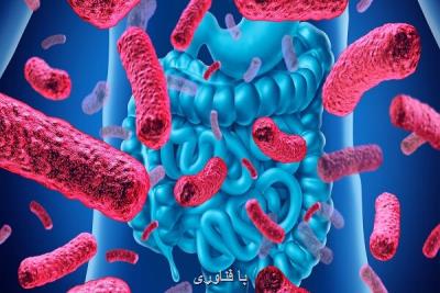 جداسازی باکتری های پروبیوتیک از منابع مختلف دام و طیور