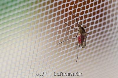 ماده شیمیایی برای گیر انداختن راحت پشه مالاریا