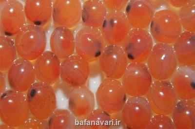 ساخت دستگاهی برای تشخیص تخم سالم ماهی برای نخستین بار