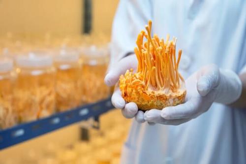 کمک قارچ های زامبی ساز به تولید داروهای جدید ضد ویروسی و سرطان