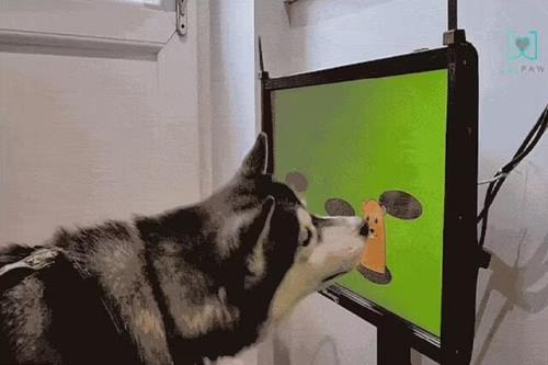 یک بازی ویدئویی برای پیشگیری از اختلال شناختی سگ ها