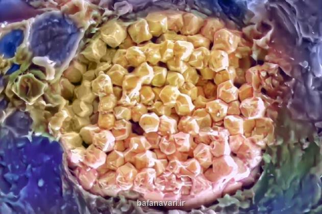 نگاهی به گذشته اقیانوس ها با آب های به دام افتاده در صخره های باستانی