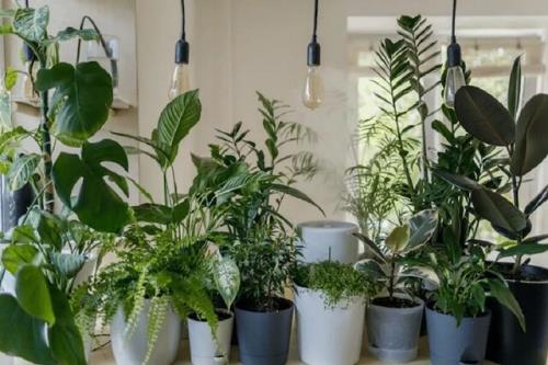گیاهانی که هوای خانه را در عرض 8 ساعت تمیز می کنند
