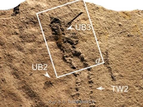 قدیمی ترین فسیل ردپای یك حیوان كشف شد