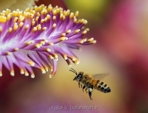 روش جدیدی برای پرورش زنبورهای مقاوم در مقابل بیماری
