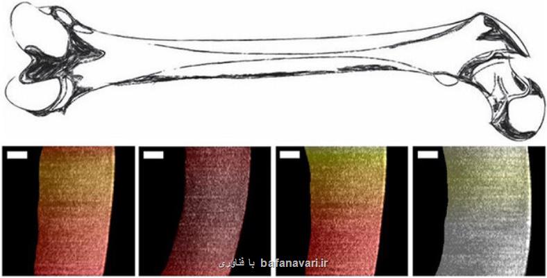 تصویربرداری میكروسكوپی از اعماق بافت ها ممكن شد
