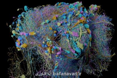 نقشه سه بعدی و باكیفیت گوگل از ارتباطات مغزی