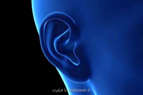 پرورش گوش شبیه به گوش انسان با چاپ ۳بعدی در بدن موش ها