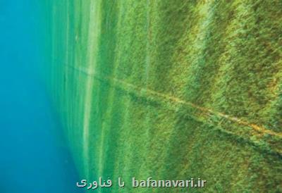 توسعه صنعت جلبك با ظرفیت های دانش بنیانی