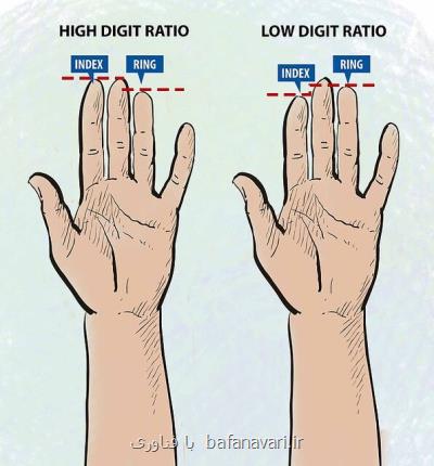 طول انگشتان عادات غذایی افراد را نشان می دهد!