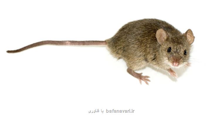 درك هماهنگی ساعت سلولی بدن با بررسی روی موش ها